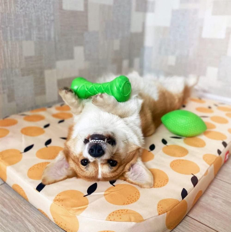 Dog Outdoor Barbell for Small Toy