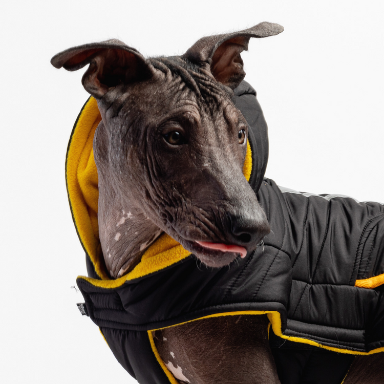 Dog Black Jacket