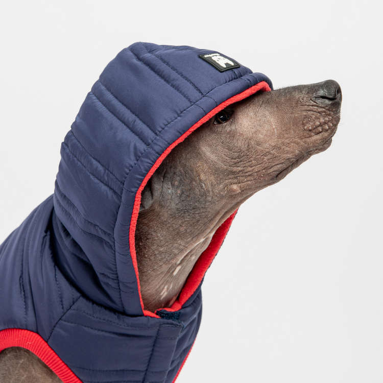 Dog Blue Jacket