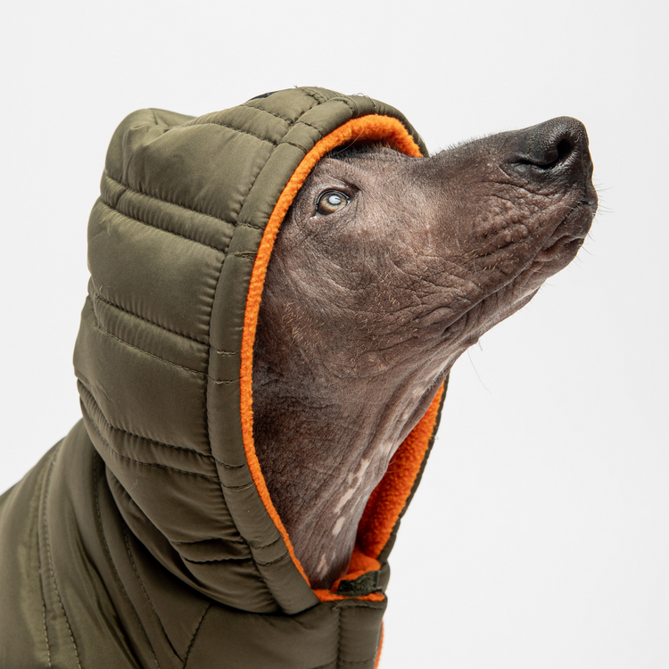 Dog Cypress Jacket