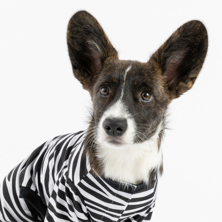Dog Camo Pajama