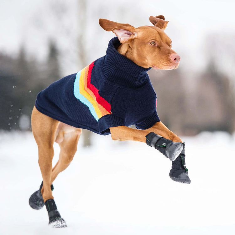 Dog Black Boots