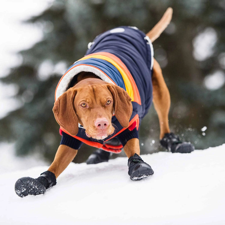 Dog Black Boots