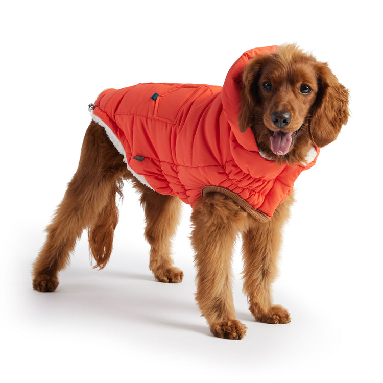 Ultimate Warmth & Style for Your Dog