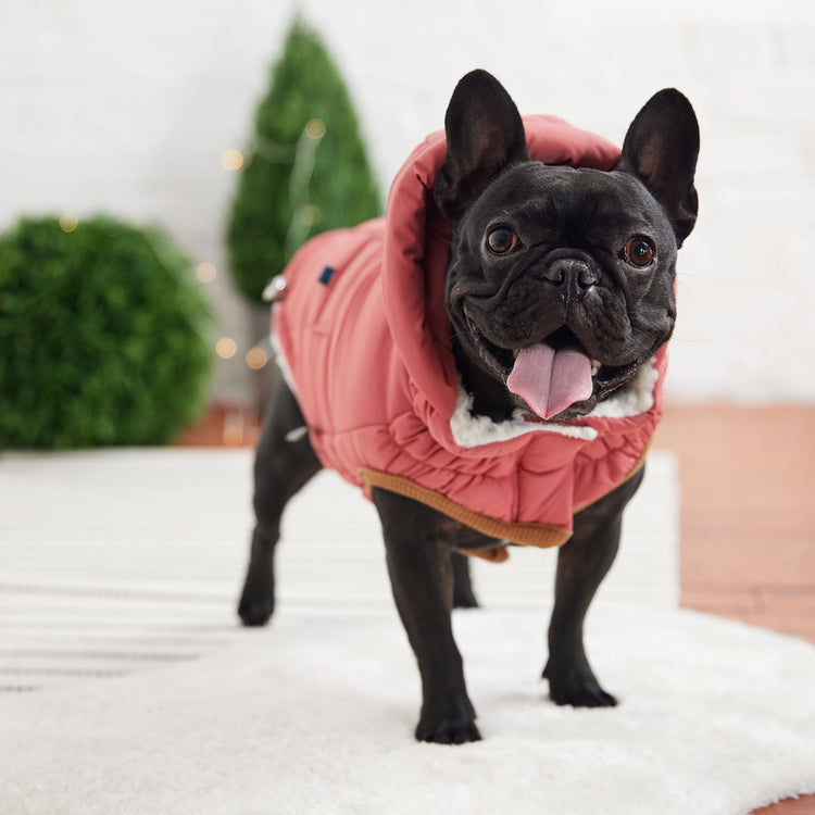 Ultra-Warm & Stylish Dog Jacket