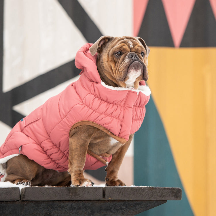 Ultra-Warm & Stylish Dog Jacket
