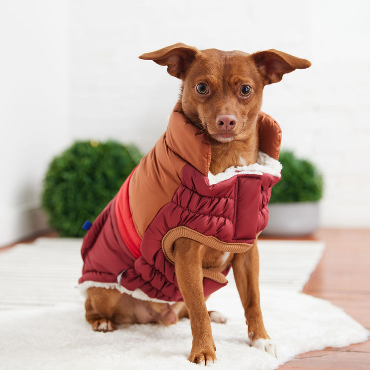Dog Dark Red Retro Puffer