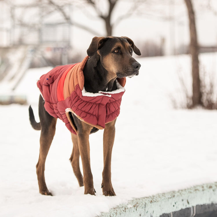 Dog Dark Red Retro Puffer