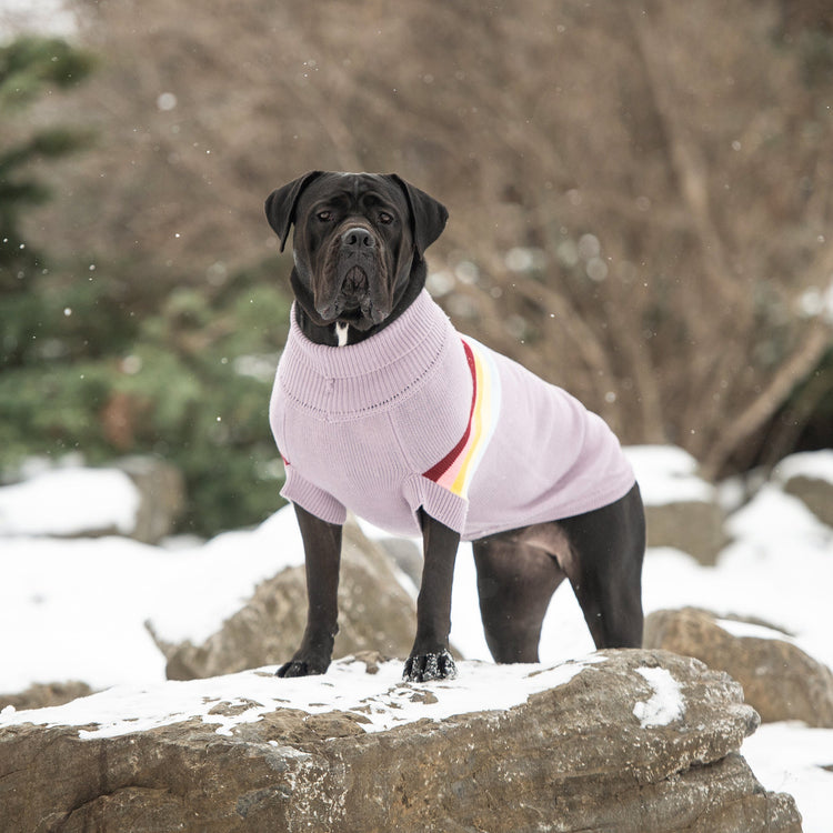 Dog Trendy Turtleneck for Sweater