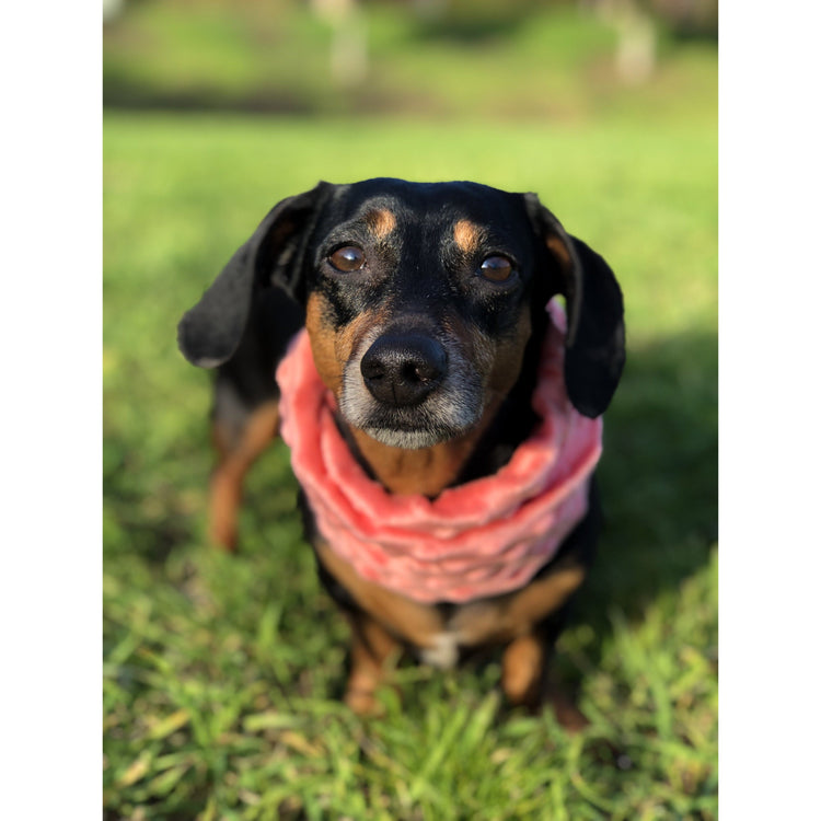 Dog Moms & Pups