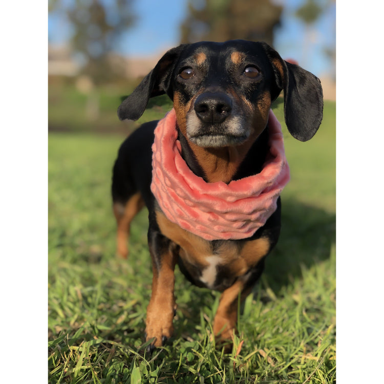 Dog Moms & Pups