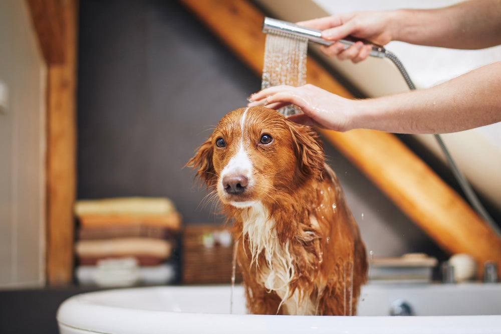 Keeping Your Pet Fresh and Happy