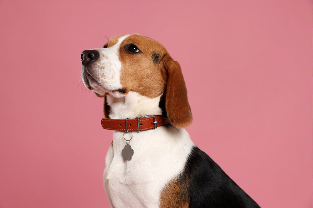 Future of Pet Wearables: GPS Collars, Smart Collars, and More