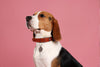 Future of Pet Wearables: GPS Collars, Smart Collars, and More