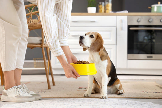 Custom Nutrition & Raw Dog Food