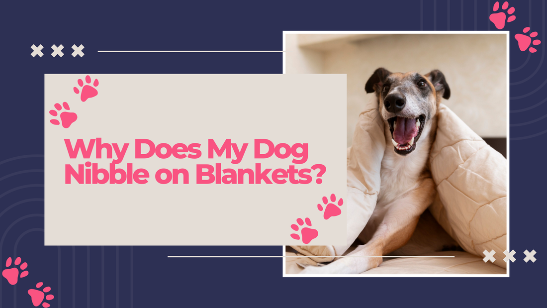 Why Does My Dog Nibble on Blankets