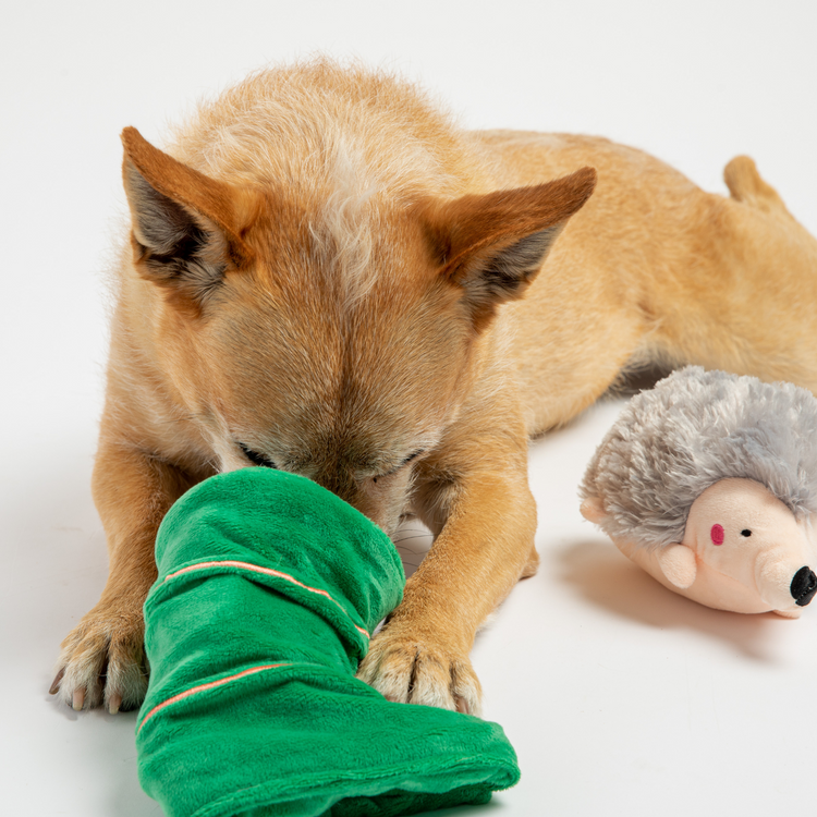 Porcupine Dog Toy