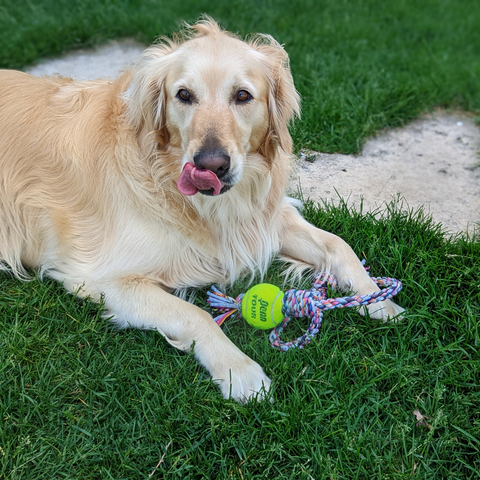 with Recycled Tennis Ball