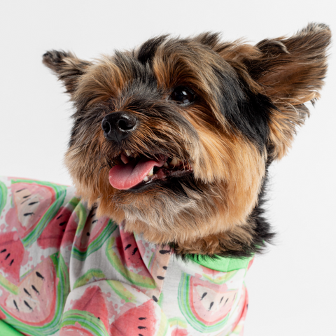 Dog Watermelon Pajama