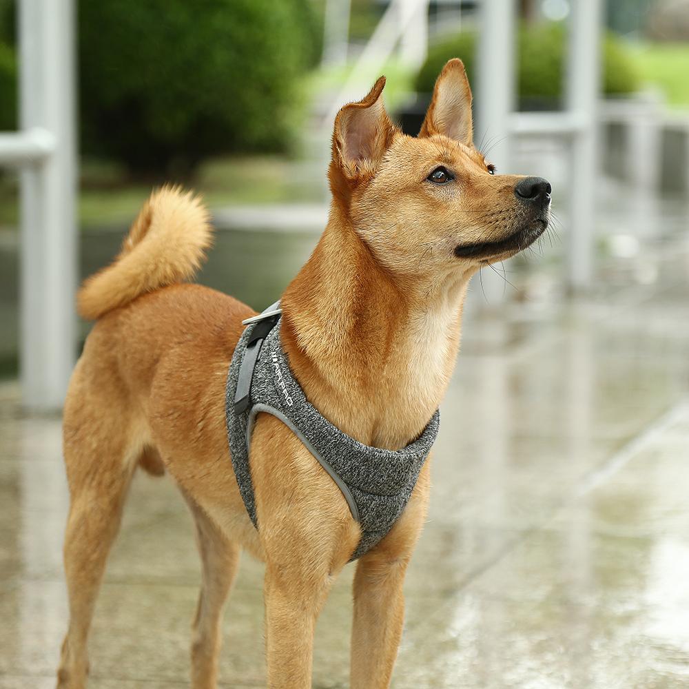 INSTACHEW Air Pro Dog Harness