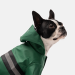 Dog Green Raincoat