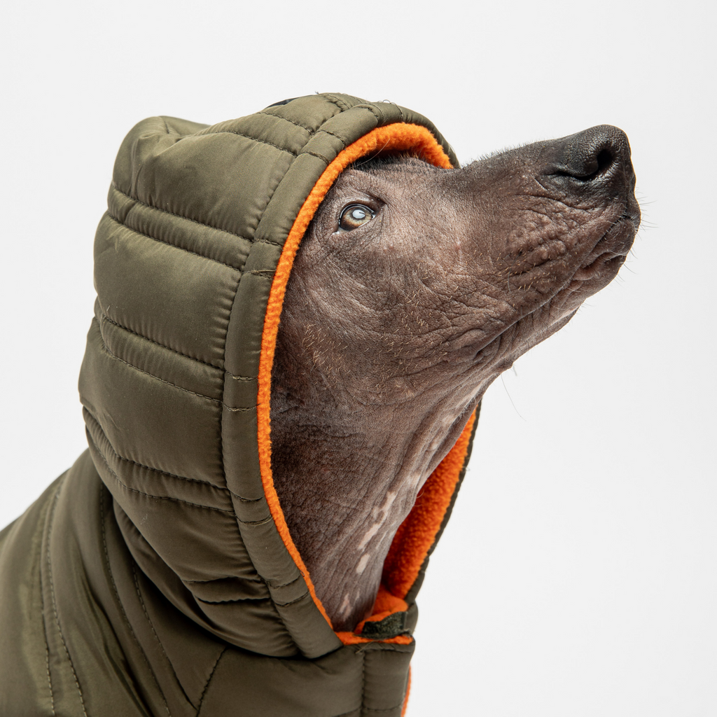 Dog  Cypress Jacket