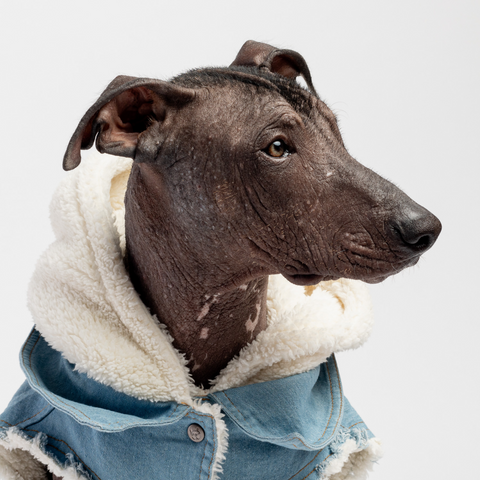 Distressed Denim Dog Jacket