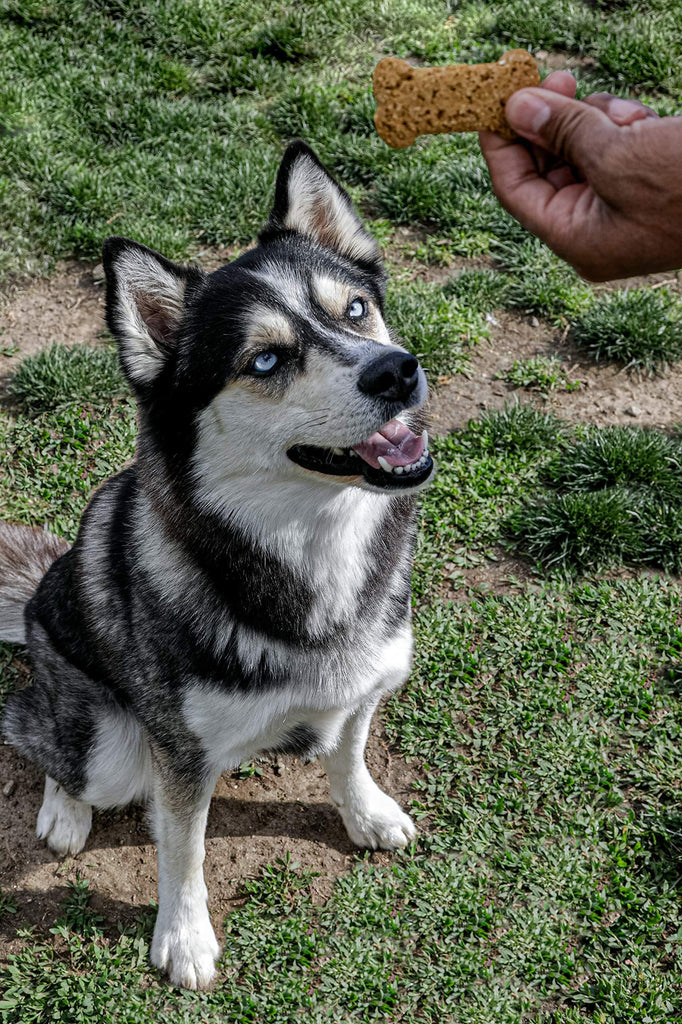 All-Natural Dog Treats