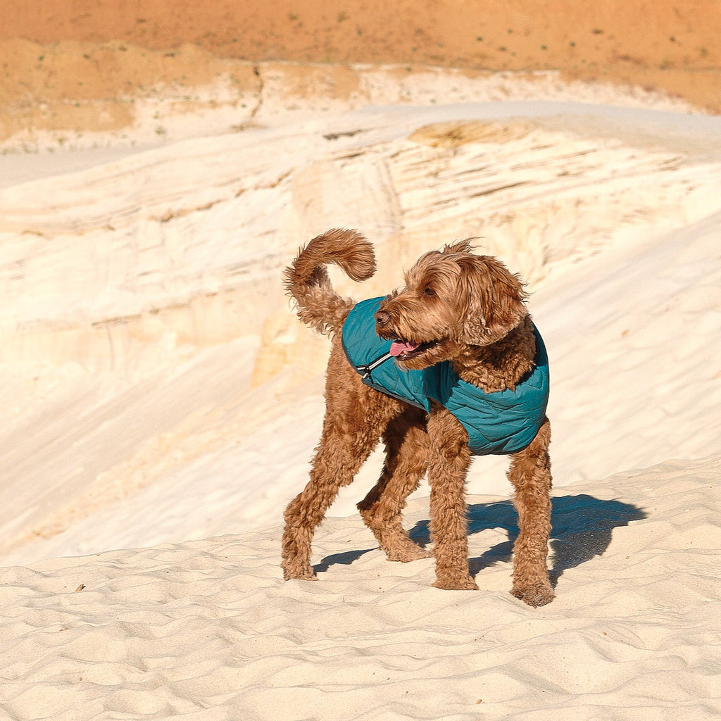 Sustainable Eco-Friendly Dog Jacket