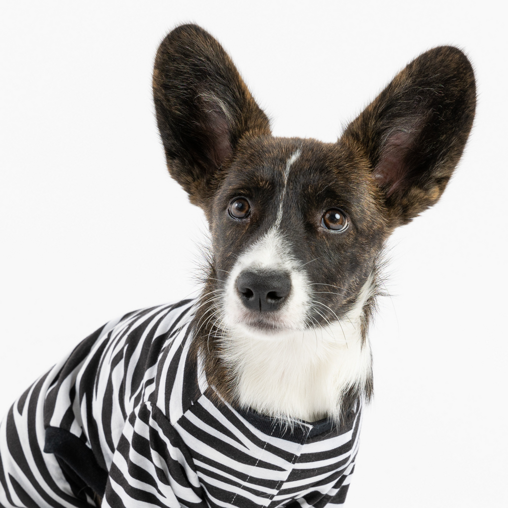 Dog Zebra Pajama