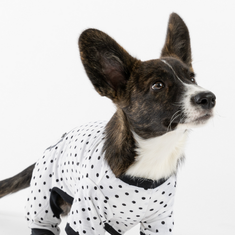 Dog  Polka Pajama