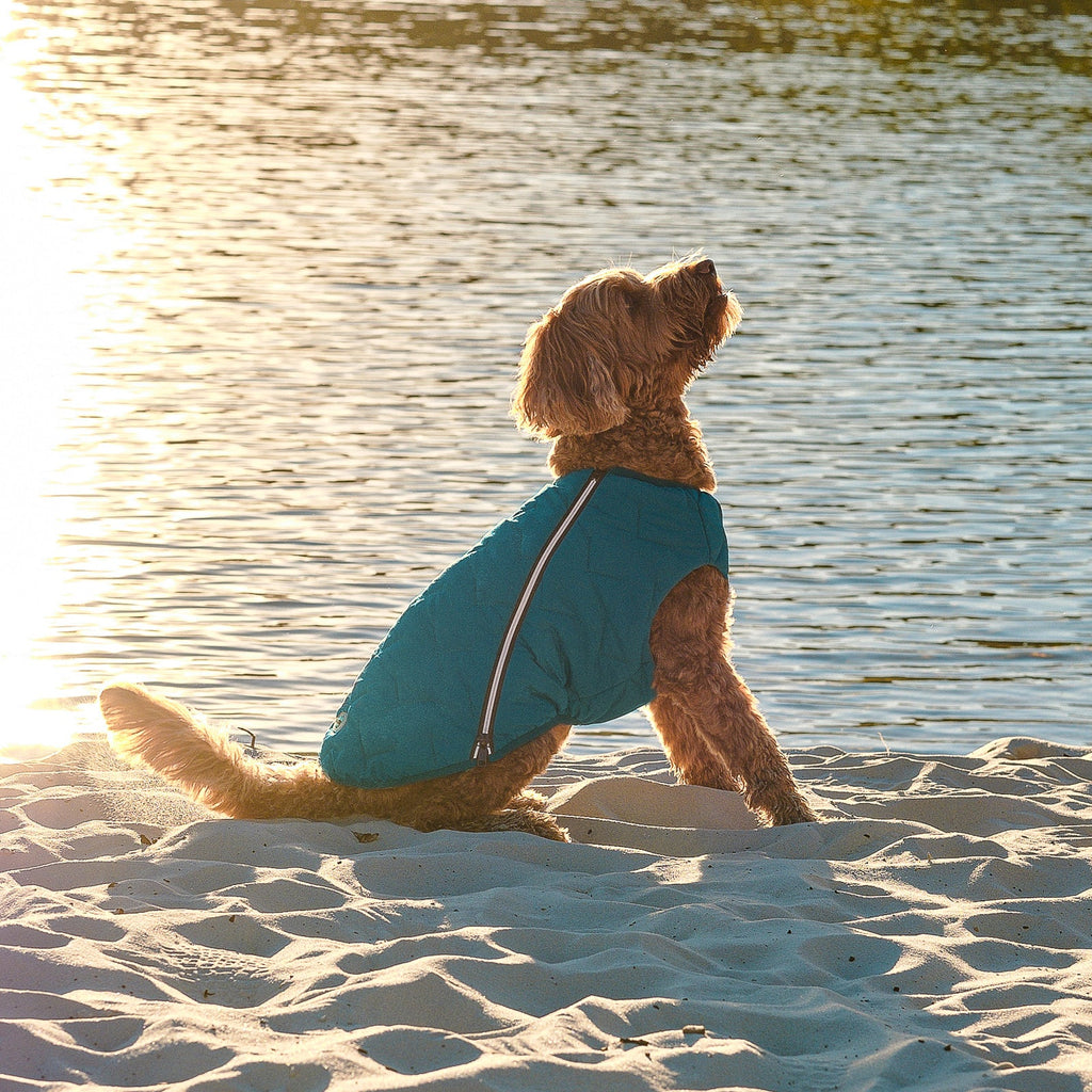 Sustainable Eco-Friendly Dog Jacket