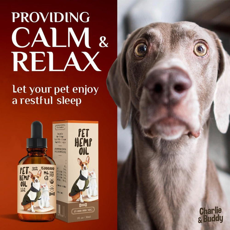 Charlie Buddy Hemp Oil for Dogs