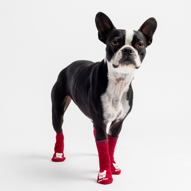 Dog Red Socks