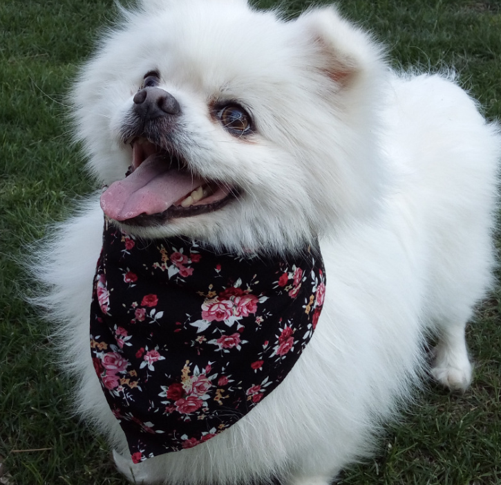 Adjustable Triangle Bandana for Pets