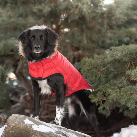 Dog Urban Parka  Red with  Hoodi