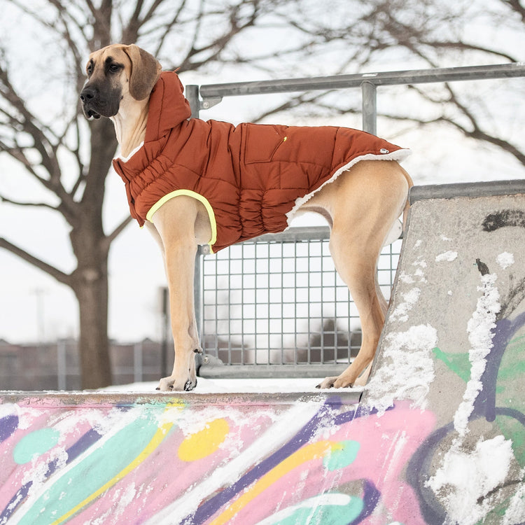 Luxuriously Warm &  Stylish Dog Jacket