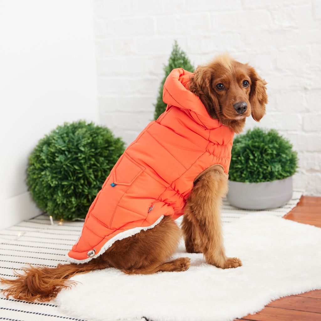 Ultimate Warmth &  Style for Your Dog