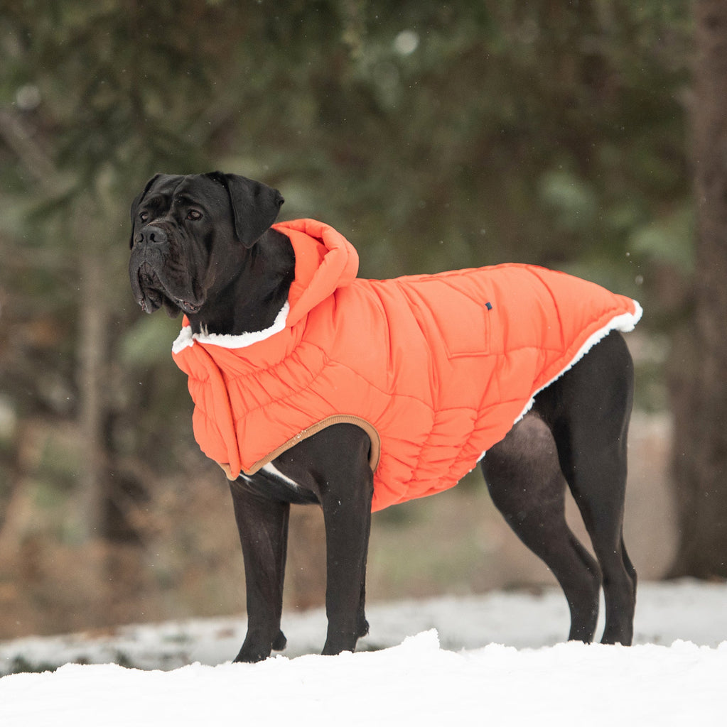 Ultimate Warmth &  Style for Your Dog