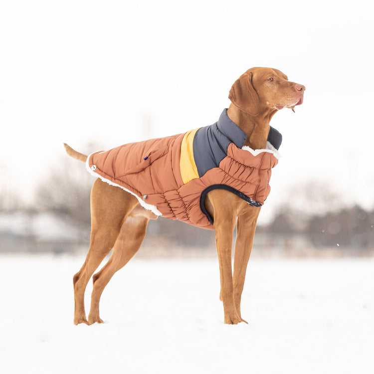 Stylish & Warm Dog Jacket