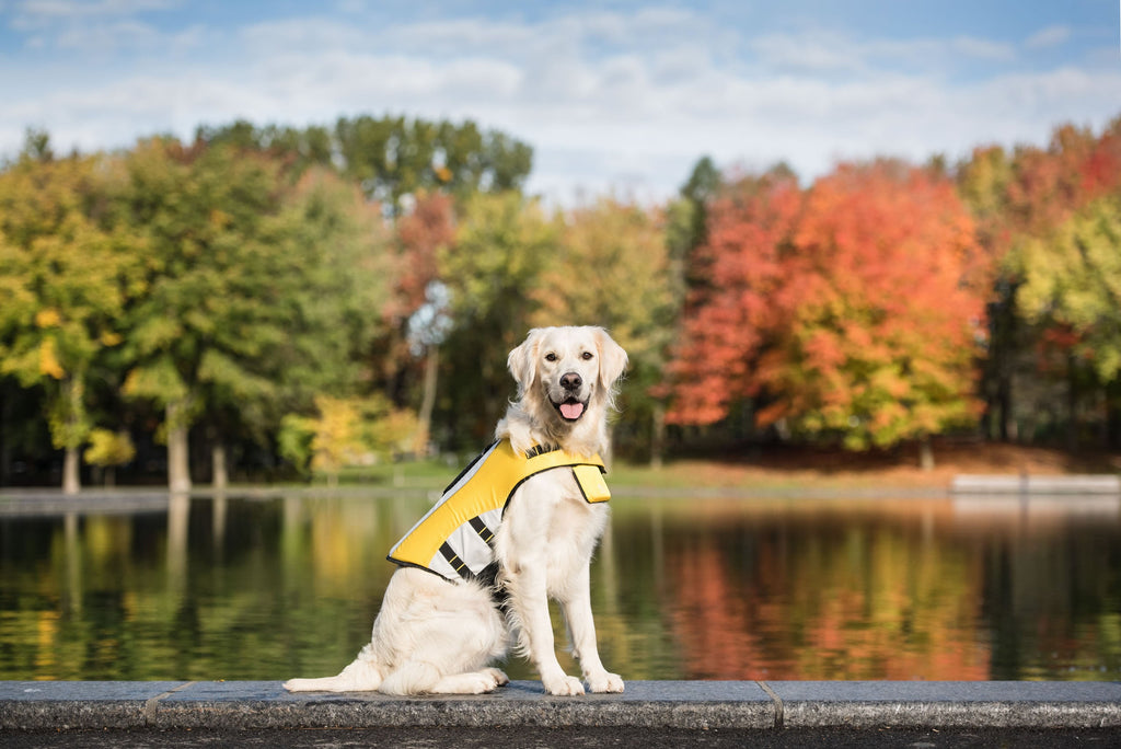 Dog Life Jacket