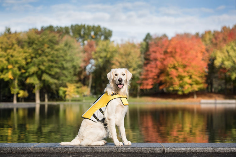 Dog Life Jacket