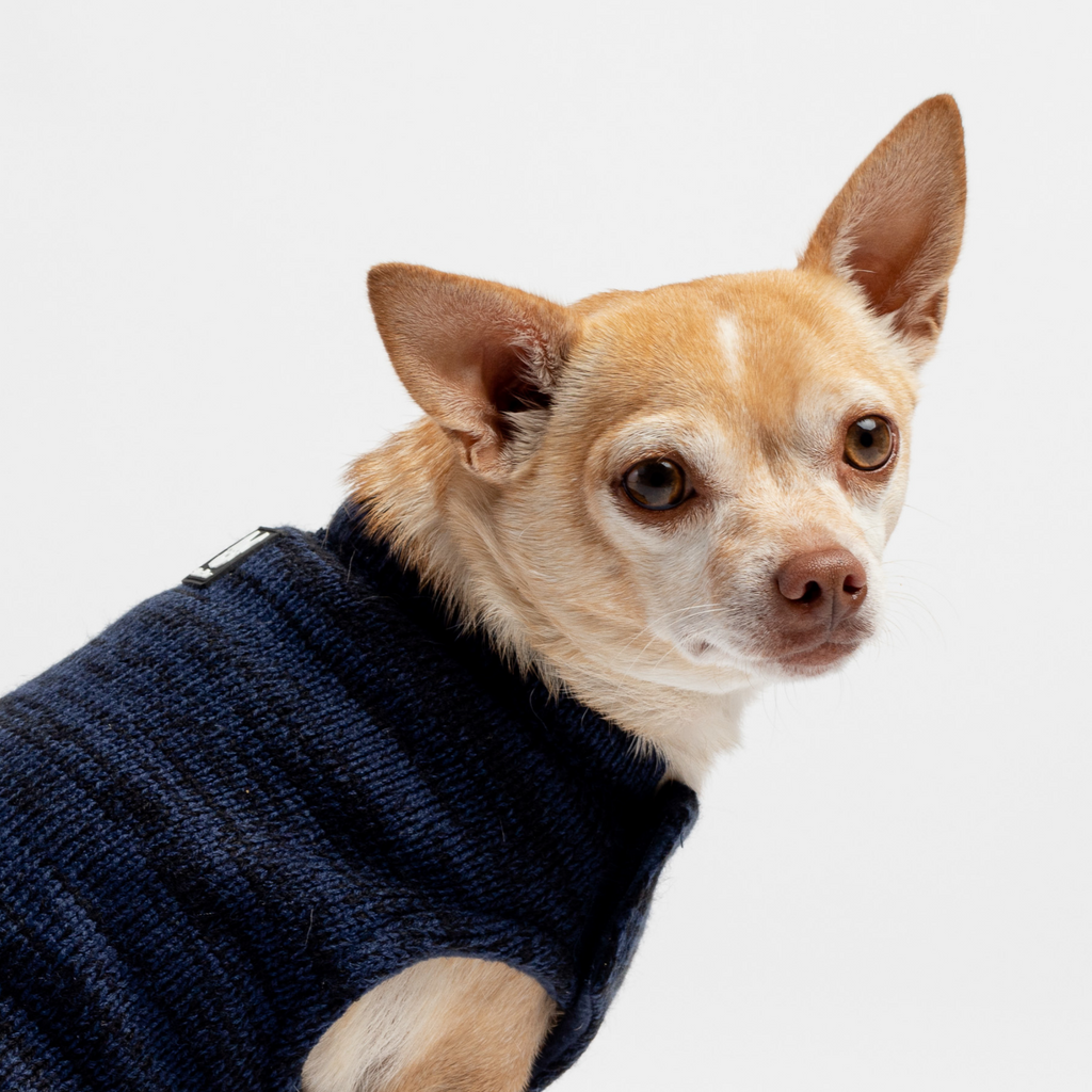 Dog Blue Sweater