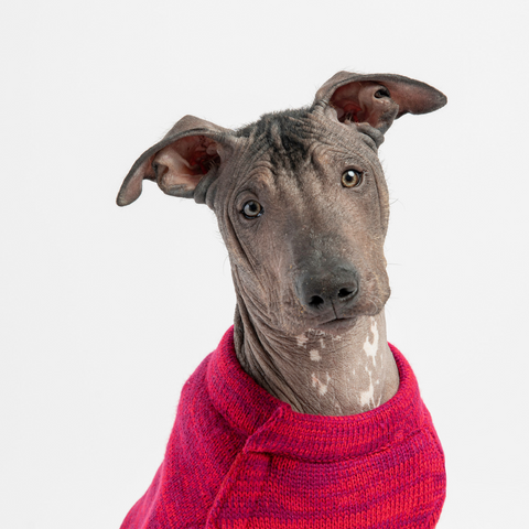 Dog Red Sweater
