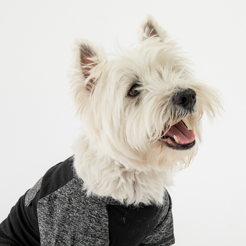 Urban Fit Dog