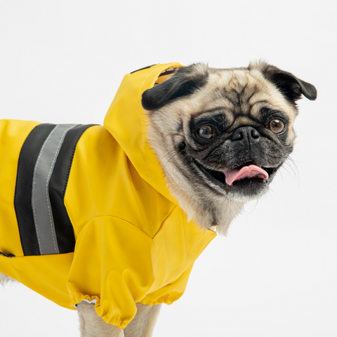 Dog Yellow Raincoat