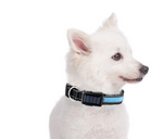 Solar Charge Reflective LED Dog Collar