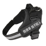 Personalized No Pull Harness