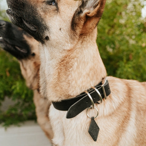 Leather Dog Collar