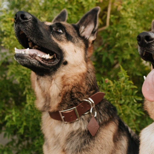 Leather Dog Collar